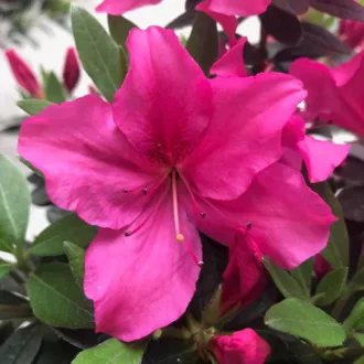 Azalea del diavolo "Rosa Tardivo"