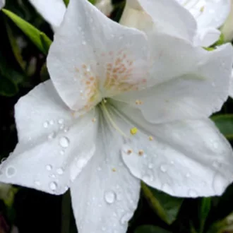 Azalea del diavolo "Bianca Pelosa"