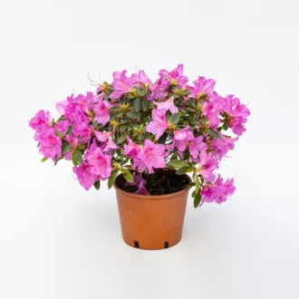 Azalea del diavolo "Rosa di Nena"