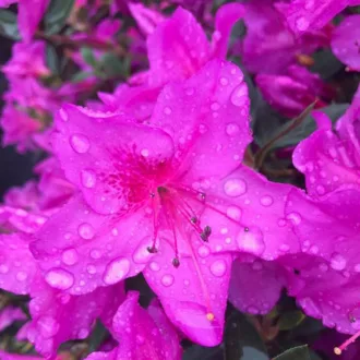 Azalea del diavolo "Fenice"