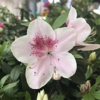 Azalea del diavolo "Occhio Pernice"