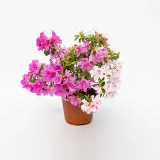 Azalea del diavolo "Coccinea"