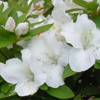 Azalea del diavolo "Bianco screziato rosso"