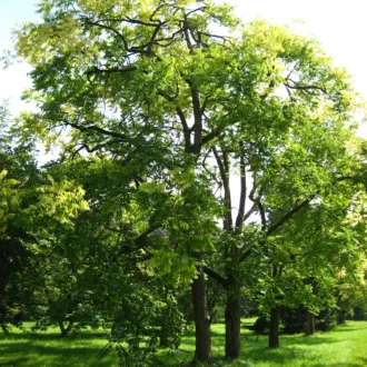 Toona sinensis