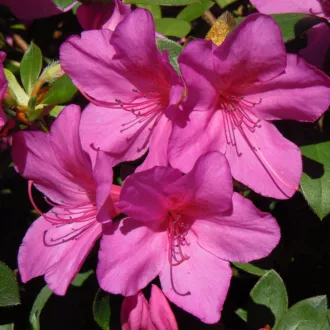 Azalea del diavolo "Vecchia Fiorentina"