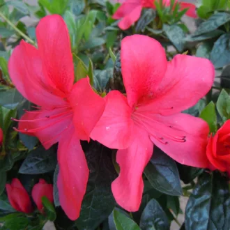 Azalea del diavolo "Cardinale FG"