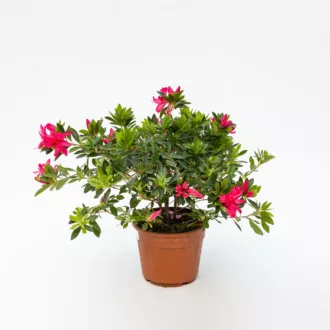 Azalea del diavolo "Bella di Anna"