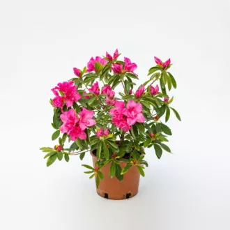 Azalea del diavolo "Giovannozzi"