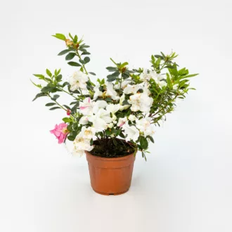 Azalea japonica "Mistral Bianco"