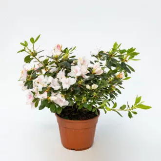 Azalea japonica "Mistral Rosa Chiaro"