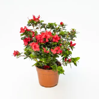 Azalea japonica "Johanna"