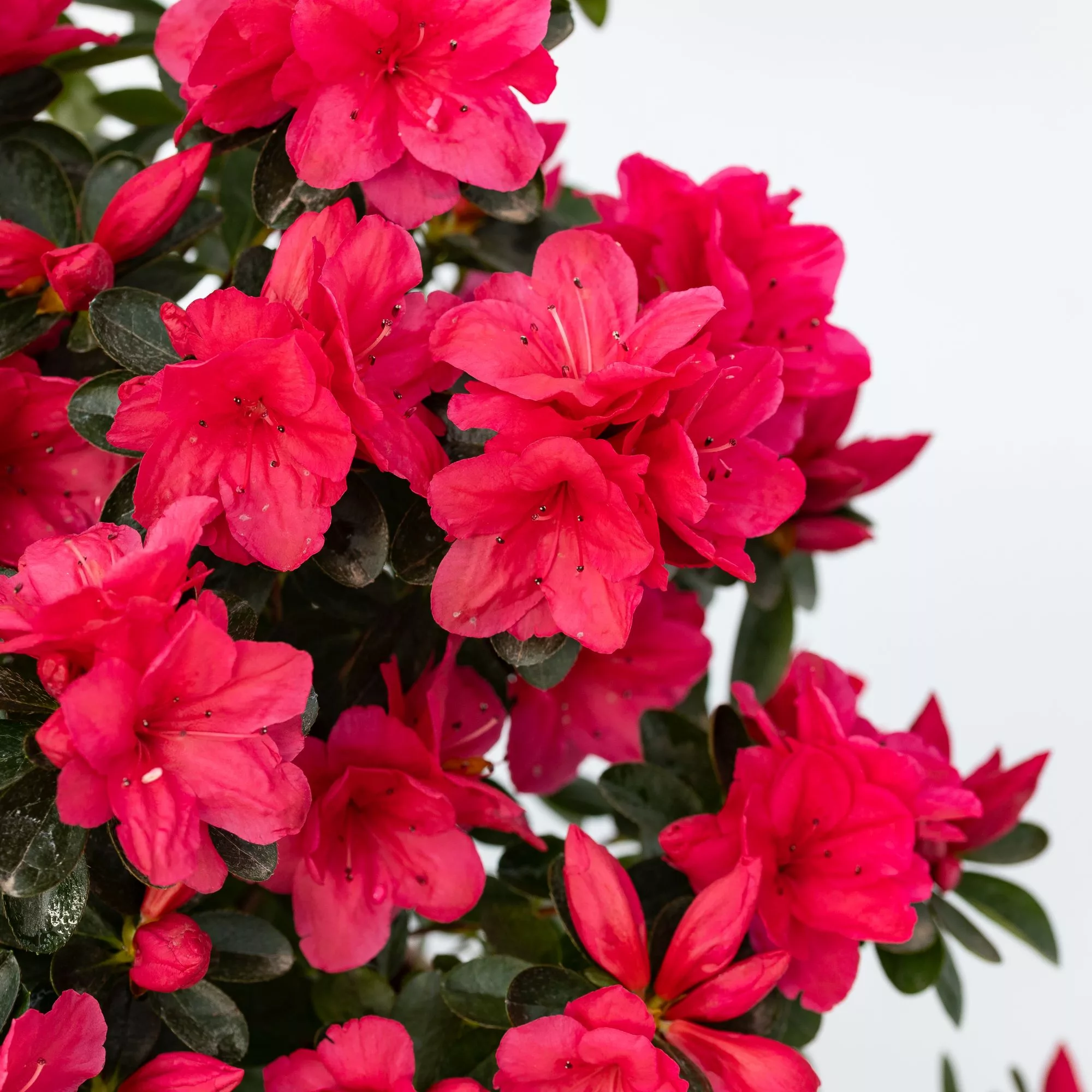 Azalea japonica "Nazarena"