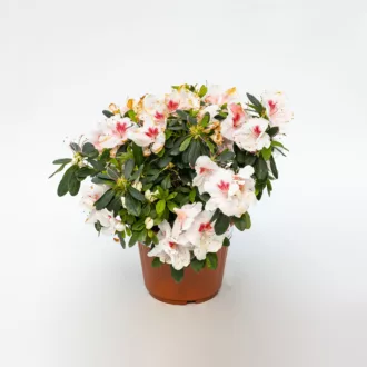 Azalea japonica "Aosta"