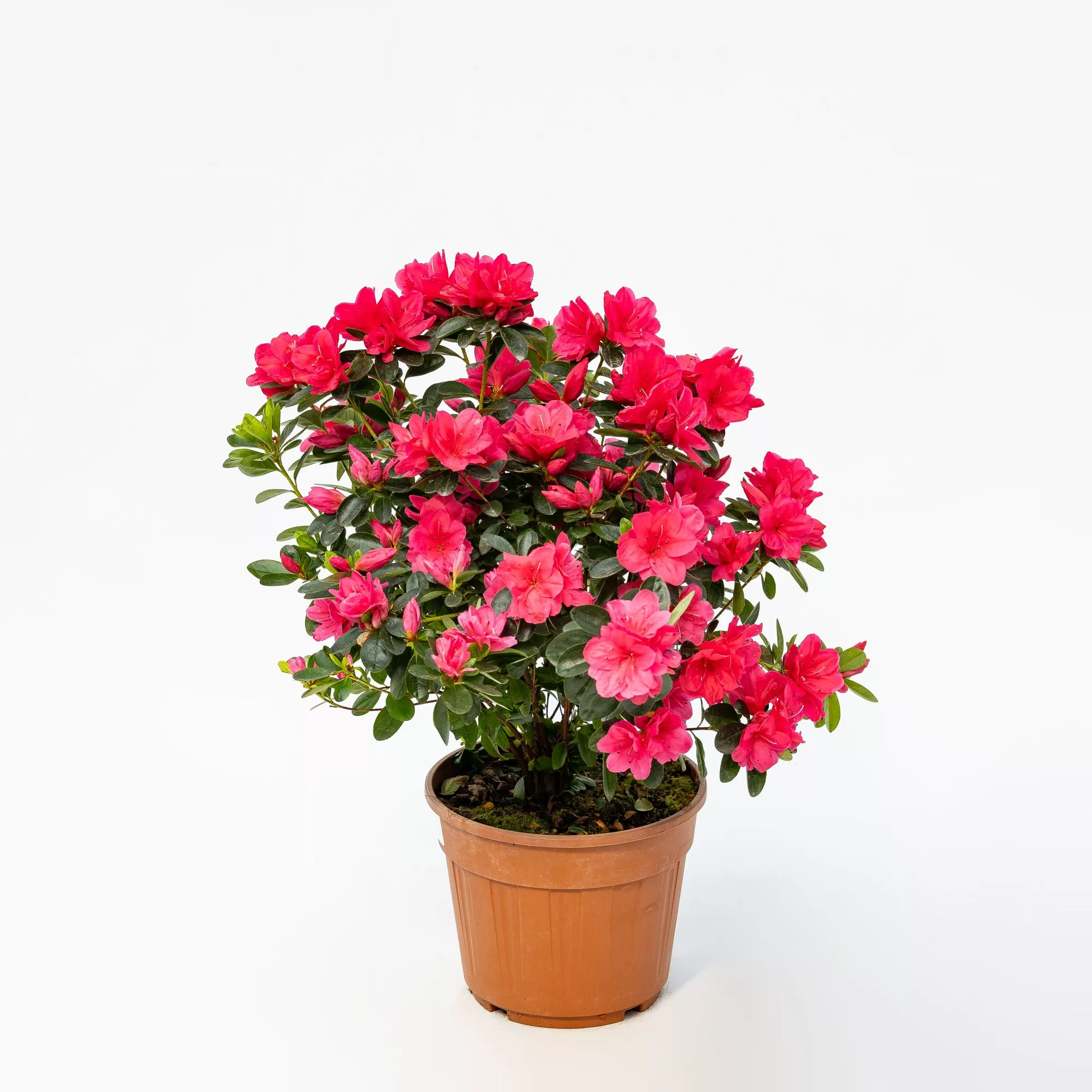Azalea japonica "Nazarena"