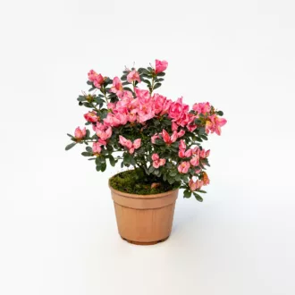 Azalea japonica "Scheerer Rose"