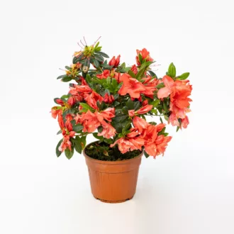 Azalea japonica "Thea"