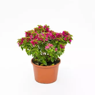 Bougainvillea "Mini-Thai"