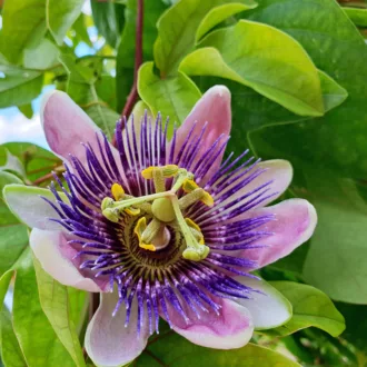 Passiflora x belotii "Imperatrice Eugenia"