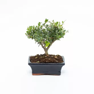 Bonsai Ilex