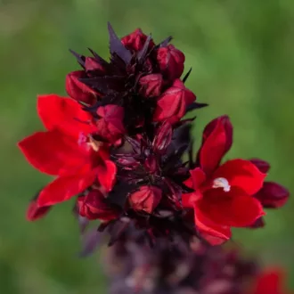 Lobelia x speciosa "Fan Scarlet"
