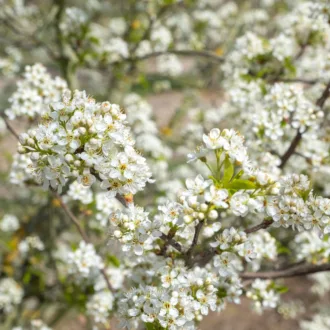 Prunus mahaleb