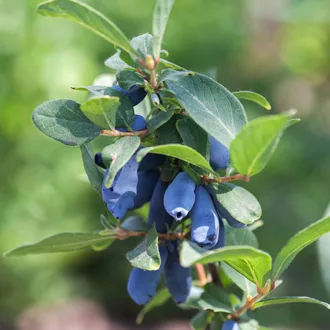 Lonicera caerulea var. kamtschatica "Balalaika"