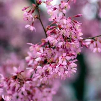 Prunus "Okam"