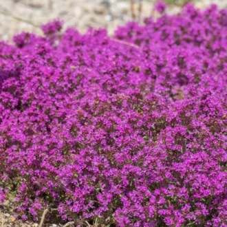 Thymus praecox "Creeping Red" - Timo rosso