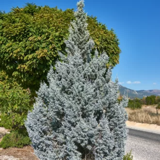 Juniperus scopulorum "Moonglow"