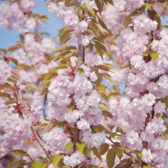 Prunus "Accolade"