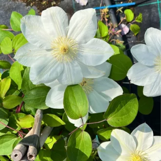 Clematis "Big Easy White"