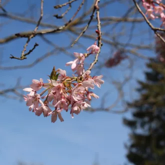 Prunus x subhirtella "Pendula Rubra"