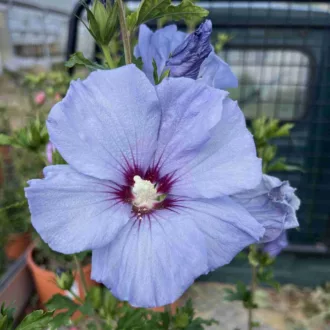 Hibiscus syriacus "Sup'Blue"