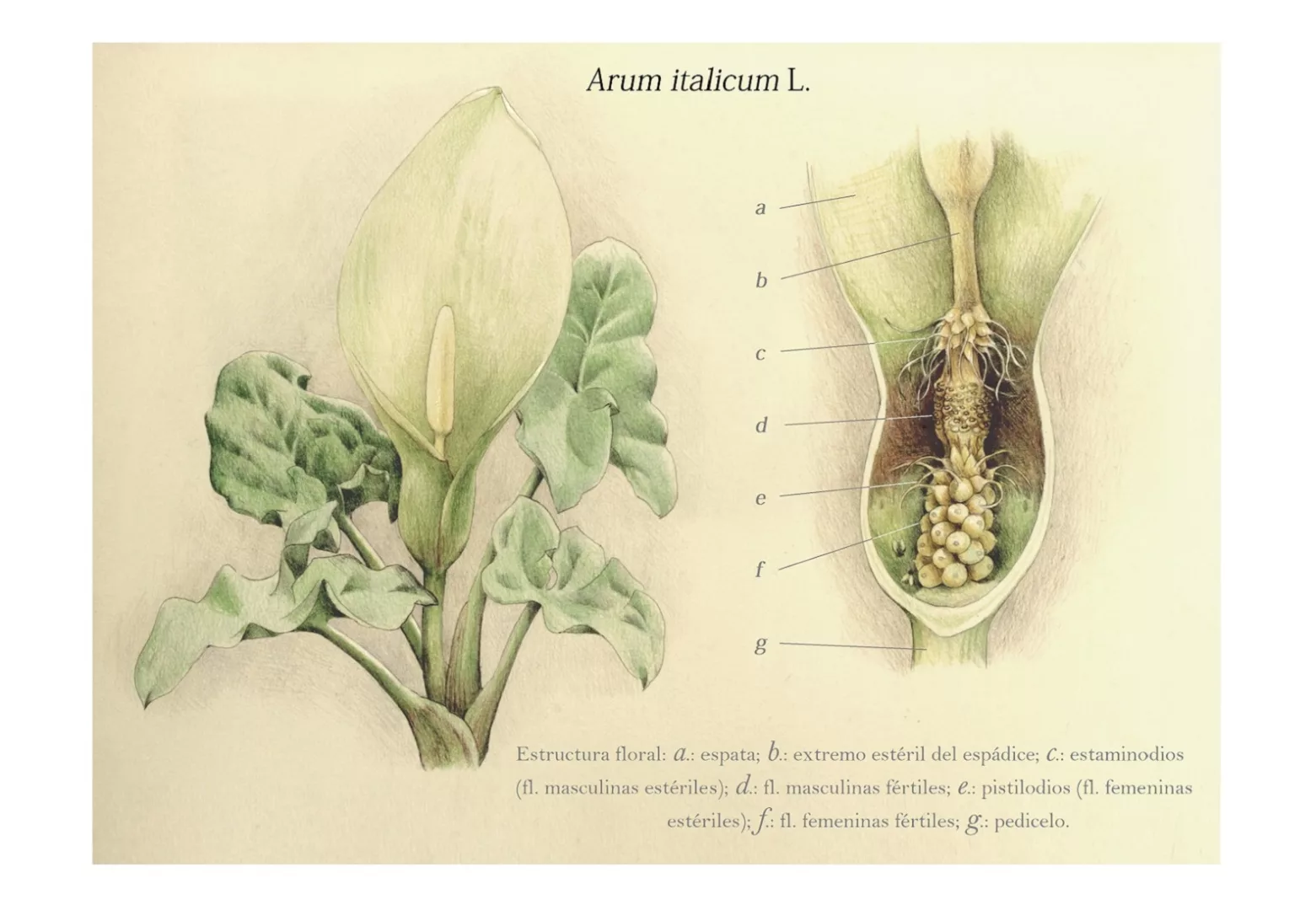 Fiore dell'Arum, Manuel García González, via Wikimedia Commons