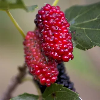Morus alba "Giant Fruit"