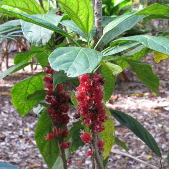 Pavonia strictiflora