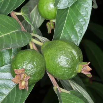 Psidium guajava var. minor