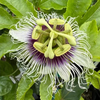 Passiflora edulis "Red Flamenco"