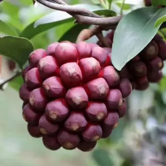 Kadsura coccinea