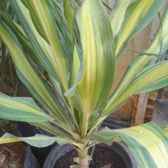 Crinum asiaticum "Variegatum"