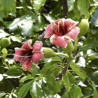 Ceiba boliviana