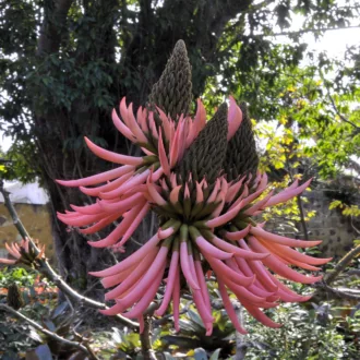 Erythrina speciosa "Rosea"