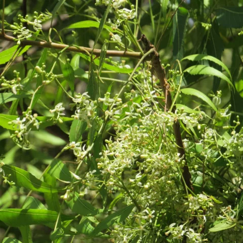 Azadirachta indica