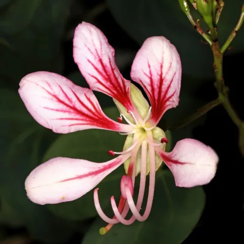 Bauhinia yunnanensis