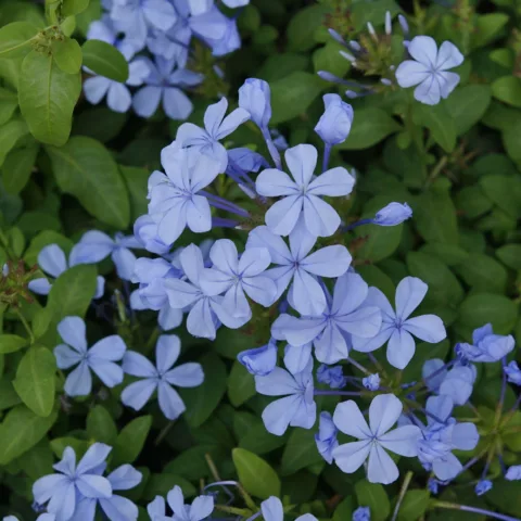 Plumbago capensis "Coerulea"
