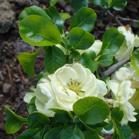 Chaenomeles speciosa "Kinshiden"