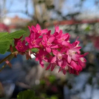 Ribes sanguineum "Amore" - Annys2003