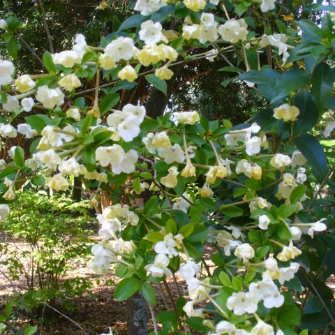 Brunfelsia lactea