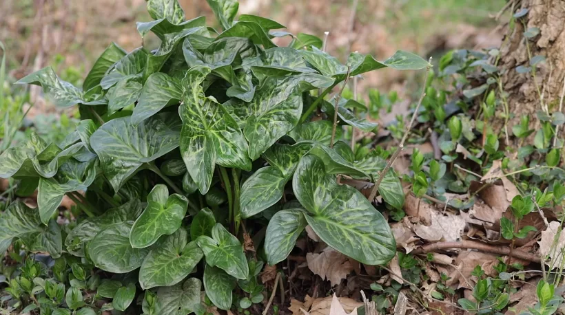 Arum italicum