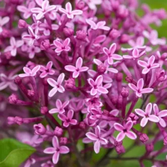 Syringa prestoniae "Royalty"